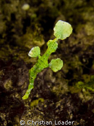 Halimeda Ghost Pipefish  - very exciting to find this in ... by Christian Loader 